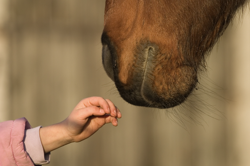 Que se passe-t-il lorsque le cheval a trop froid ?